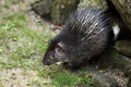 African brush-tailed porcupine Royalty Free Stock Photo