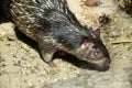 African Brush Tailed Porcupine