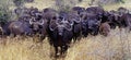 African Buffalo 1 Royalty Free Stock Photo