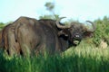 African Buffalo Royalty Free Stock Photo