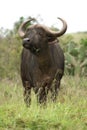 African Buffalo