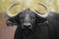 African buffalo Royalty Free Stock Photo