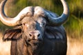 African buffalo Royalty Free Stock Photo