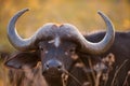 African buffalo Royalty Free Stock Photo