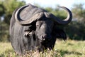 African Buffalo