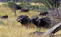 African Buffalo 3