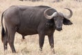 African Buffalo