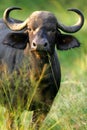 African Buffalo