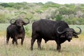 African Buffalo