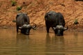 African Buffalo Royalty Free Stock Photo