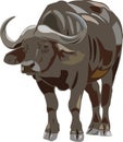 African buffalo Royalty Free Stock Photo