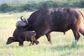 African Buffalo Baby Royalty Free Stock Photo