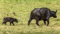 African buffalo with baby walking on grass field in the sunny Tanzanian savannah Royalty Free Stock Photo