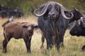 African buffalo with beautiful horn in Masai Mara ,Kenya.