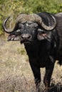 African Buffalo - Botswana Royalty Free Stock Photo