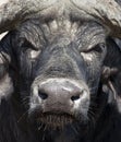 African Buffalo - Botswana Royalty Free Stock Photo