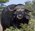 African Buffalo - Botswana Royalty Free Stock Photo