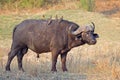 African buffalo bull