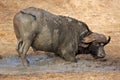 African buffalo bull, South Africa