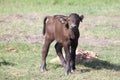 African buffalo calf Royalty Free Stock Photo