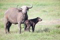 African buffalo with calf Royalty Free Stock Photo