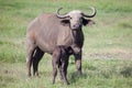 African buffalo with calf Royalty Free Stock Photo