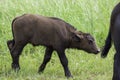 An African buffalo calf on the green plains in summertime. Royalty Free Stock Photo