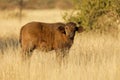 African buffalo calf in natural habitat Royalty Free Stock Photo