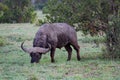 African Buffalo or Cape buffalo - Scientific name: Syncerus caffer subspecies aequinoctialis - standing in tall grass. Royalty Free Stock Photo