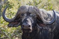 African buffalo or Cape buffalo (Syncerus caffer)