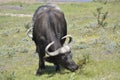 The buffalo Royalty Free Stock Photo