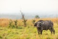 African buffalo or Cape buffalo Syncerus caffer, Murchison Falls National Park, Uganda. Royalty Free Stock Photo