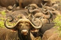 He African buffalo or Cape buffalo Syncerus caffer in front of the herd. Royalty Free Stock Photo