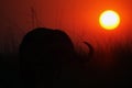 The African buffalo or Cape buffalo Syncerus caffer at night on the river bank.Silhouette of a large bull in the reeds at the Royalty Free Stock Photo