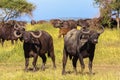 African buffalo close up. Savanna Serengeti, Tanzania Royalty Free Stock Photo