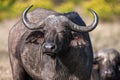 African buffalo cow (Syncerus caffer) portrait, Africa Royalty Free Stock Photo