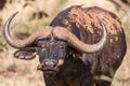 African buffalo cow (Syncerus caffer) portrait - Kruger National Park Royalty Free Stock Photo