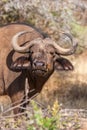 African buffalo cow (Syncerus caffer) portrait - Kruger National Park Royalty Free Stock Photo