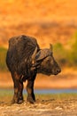 African Buffalo, Cyncerus cafer, standing on the river bank, big animal in the nature habitat, orange light evening sun, Chobe Nat