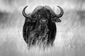 African Buffalo, Cyncerus cafer, standing on the river bank, Chobe, Botswana, Africa. Black and white art photo. Danger animal in Royalty Free Stock Photo