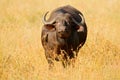 African Buffalo, Cyncerus cafer, standing on the river bank with green grass, Moremi, Okavango delta, Botswana. Wildlife scene Royalty Free Stock Photo