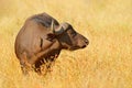 African Buffalo, Cyncerus cafer, standing on the river bank with green grass, Moremi, Okavango delta, Botswana. Wildlife scene Royalty Free Stock Photo