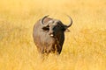 African Buffalo, Cyncerus cafer, standing on the river bank with green grass, Moremi, Okavango delta, Botswana. Wildlife scene