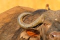 African Buffalo, Cyncerus cafer, standing on the river bank with green grass, Moremi, Okavango delta, Botswana. Wildlife scene Royalty Free Stock Photo