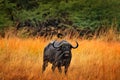 African Buffalo, Cyncerus cafer, standing savannah with yellow grass, Moremi, Okavango delta, Botswana. Wildlife scene from Africa Royalty Free Stock Photo