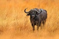 African Buffalo, Cyncerus cafer, standing savannah with yellow grass, Moremi, Okavango delta, Botswana. Wildlife scene from Africa Royalty Free Stock Photo