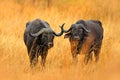 African Buffalo, Cyncerus cafer, standing savannah with yellow grass, Moremi, Okavango delta, Botswana. Wildlife scene from Africa