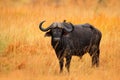 African Buffalo, Cyncerus cafer, standing savannah with yellow grass, Moremi, Okavango delta, Botswana. Wildlife scene from Africa Royalty Free Stock Photo