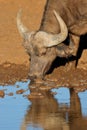 African buffalo drinking water - South Africa Royalty Free Stock Photo