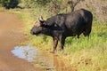 African buffalo drinking water - South Africa Royalty Free Stock Photo